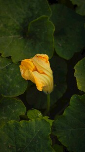黄色南瓜花绽放于绿叶间