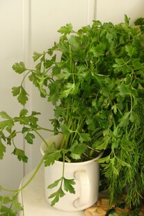 白色花盆中的翠绿欧芹