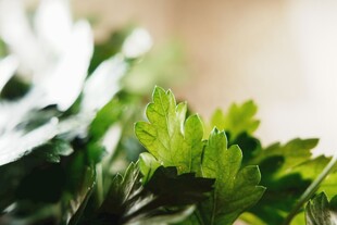 嫩绿叶片特写