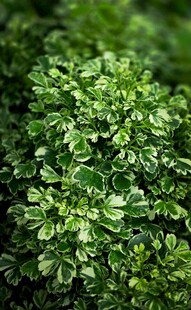 翠绿茂盛的欧芹植株