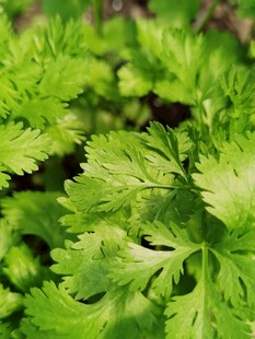鲜嫩翠绿的香菜叶片
