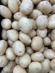 一堆新鲜白土豆