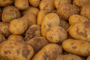 一堆新鲜土豆特写
