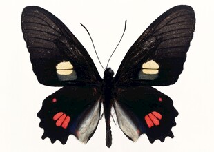 黑底彩斑蝴蝶特写