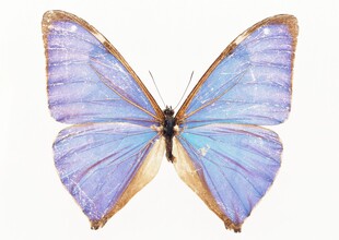 梦幻蓝蝶
