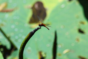 荷叶上的蜻蜓与蝴蝶