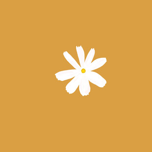 白色的小花