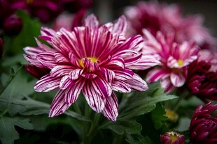 粉白条纹菊花绽放