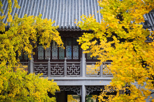 秋日古建旁的金黄银杏