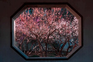 八角窗内赏烂漫繁花