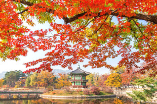 秋日湖畔红枫美景