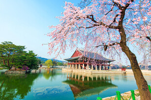 湖畔樱花下的古典建筑