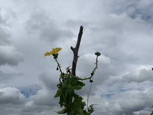 顶端的丝瓜花