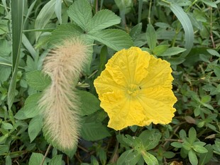 丝瓜花与狗尾巴草