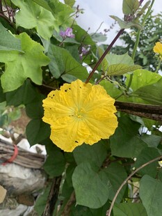 大朵丝瓜花