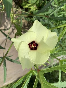 秋葵花