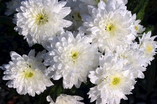 洁白菊花绽放