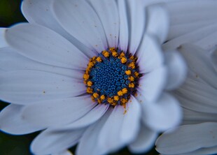白色雏菊特写