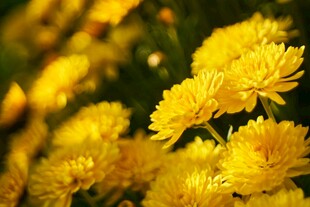 金黄菊花绽放