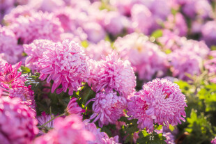 浪漫粉色菊花花海景观