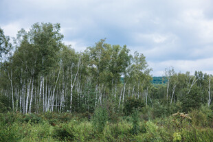 白桦林风景