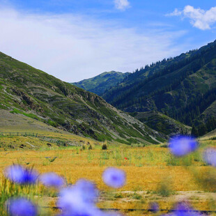 山间烂漫花海