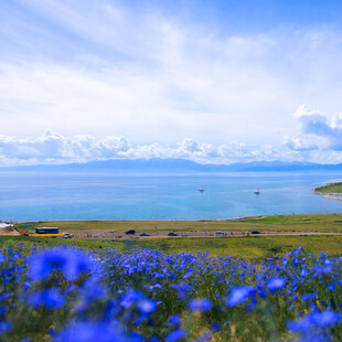 蓝花碧海间的美丽风景