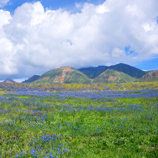 蓝花盛开的山间美丽草地