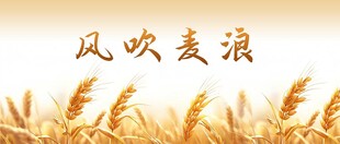 风吹麦浪景象