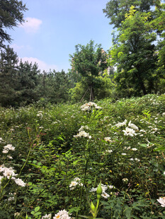 夏日繁茂的野外花草景观
