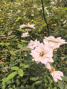 林间盛放的白色月季
