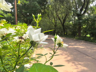 小径旁绽放的白色小花