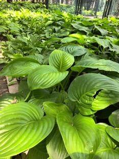 翠绿玉簪叶清新植物景观