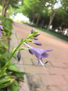 路边绽放的紫色玉簪花