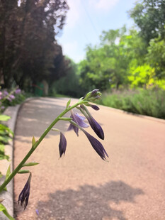 路边绽放的紫色玉簪花