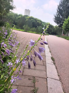 路边绽放的紫色玉簪花