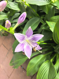 绽放的紫色玉簪花