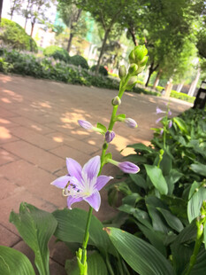 玉簪