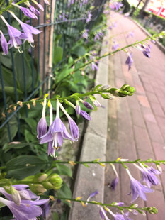 路边绽放的紫色玉簪花
