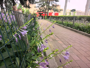 花园小径旁的紫花玉簪