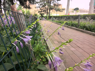 绿叶丛中的玉簪花