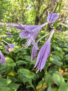 玉簪花