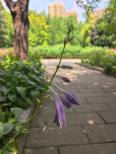 玉簪花