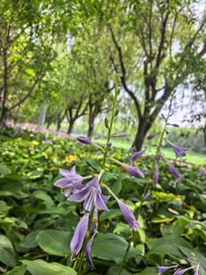 玉簪花