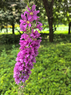 紫色千屈菜绽于绿野