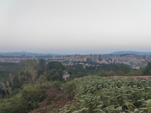 城郊风景 绿植与建筑远景