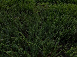翠绿繁茂的植物景观