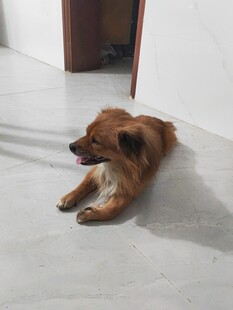 趴着的棕色小狗