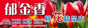 郁金香鲜花精选图片