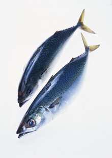两条鲜美的马鲛鱼